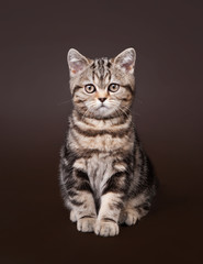 Fototapeta na wymiar mały czarny marmur Brytyjski kot na ciemnym brązowym tle