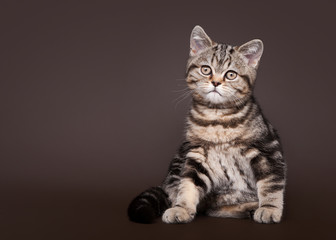 small black marble british kitten on dark brown background