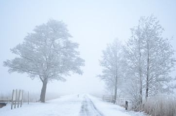 Fototapeta na wymiar Foggy winter path in the snow