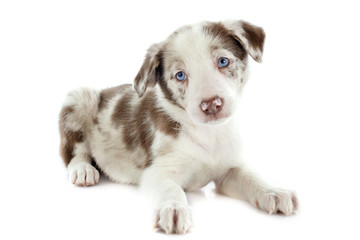 puppy border collie