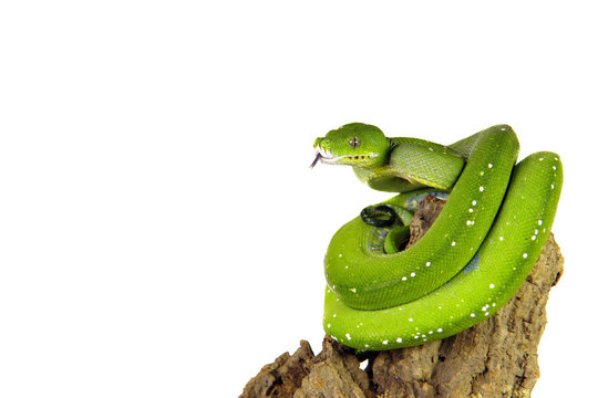 Python, Baumpython