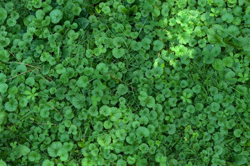 verde 8579