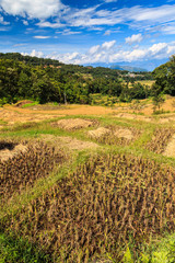 Obraz premium Landscape of rice terraces