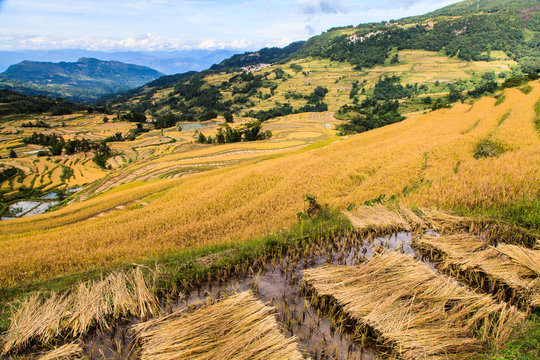 Landscape of rice terraces