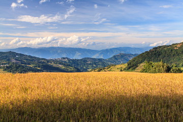 Rice field landscape