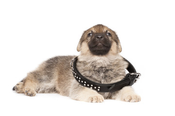 Obraz premium sheepdogs puppy