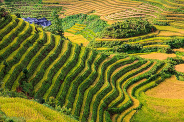 Beautiful rice terrace upon a hill