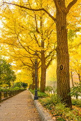Ginkgo trees at Yamashita Park in Yokohama, Japan.