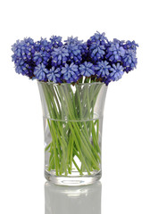 Muscari - hyacinth in glass isolated on white