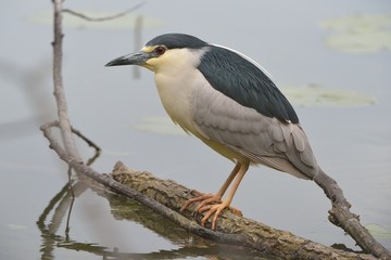 Nitticora