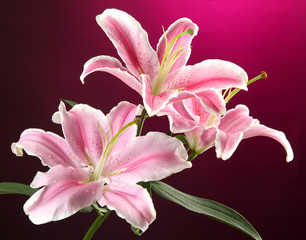 beautiful lily, on pink background