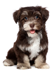 A beautiful smiling chocholate havanese puppy dog