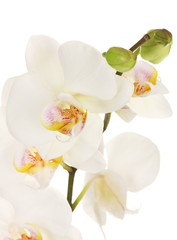 Naklejka na ściany i meble piękna orchidea, odizolowane na białym