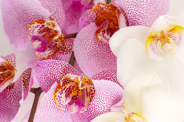 Obraz na płótnie Canvas piękne orchidee, bliska