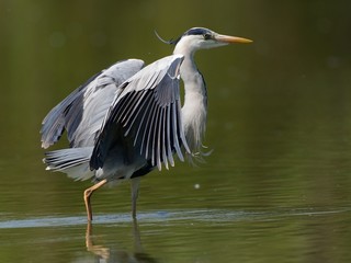 Airone cenerino