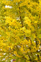 ginkgo tree in autumn