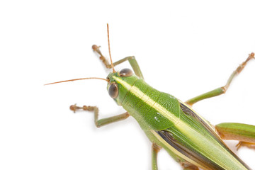 Fototapeta premium Grasshopper isolated on white background.