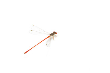 Little colorful dragonfly isolated on white background.