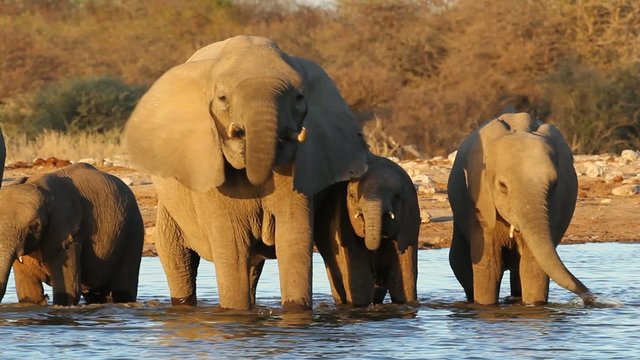 African elephants drinking water, Etosha National Park