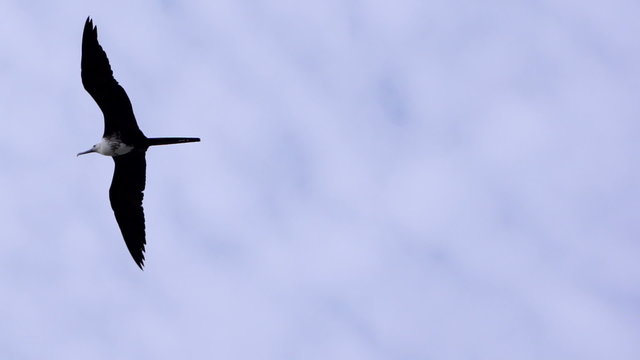 Frigate Seabird Gliding on Open Wings