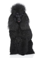 Black poodle on a white background
