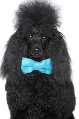 Black poodle portarit on a white background