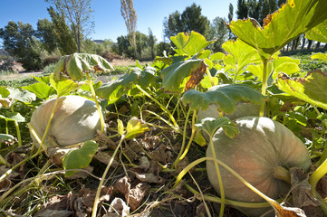 Pumpkin over the soil in a traditional vegetable garden