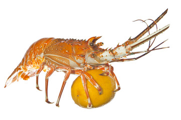lobster with lemon