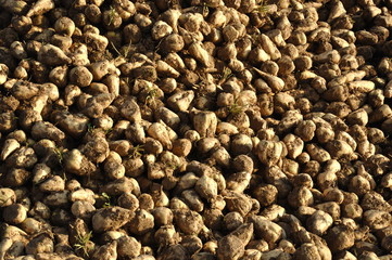Récolte de betteraves fourragères (EURE)