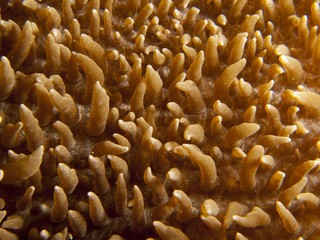 Anemone - Amplexidiscus fenestrafer