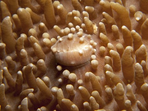 Anemone - Amplexidiscus fenestrafer