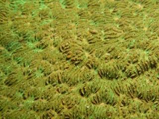 Coral - Pachyseris sp.