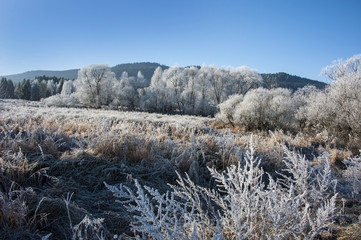 a frozen winter landscape