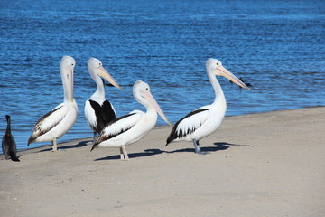 famille de pélicans
