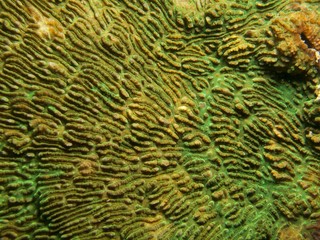 Coral - Pachyseris sp.