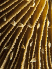 Mushroom Coral  - Fungia sp.