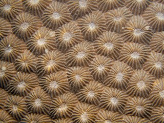 Star Coral - Diploastera heliopora