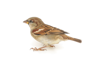 Naklejka premium sparrow