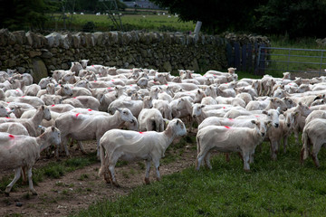 Naklejka premium Welsh Mountain Sheep