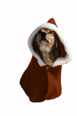 priest dog