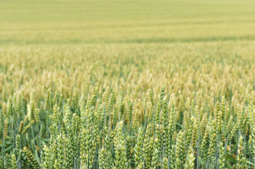Fototapeta premium wheat field