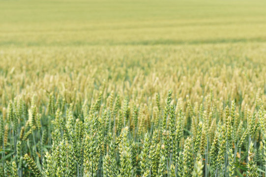 wheat  field