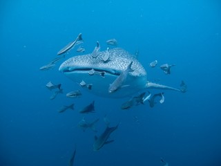 Fototapeta premium Whale Shark - Rhincodon typus