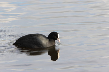 Coot