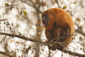 Naklejka premium Mantled howler (Alouatta seniculus) howling