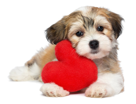 Lover Valentine Havanese puppy dog with a red heart