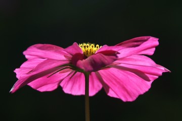 Cosmea