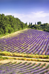 Lavender in the landscape