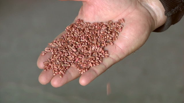 Wheat in farmer's hand