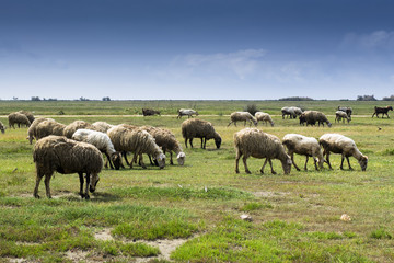 Naklejka na ściany i meble Herd of sheeps in countryside
